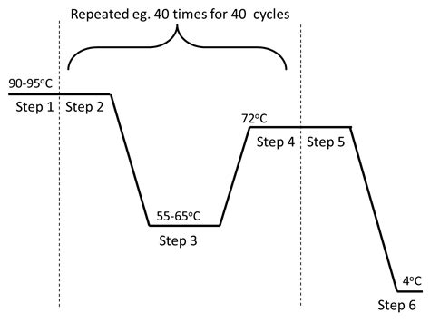 biotechnology - Questions regarding PCR - Biology Stack Exchange