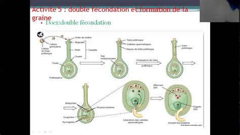 Reproduction chez les angiosperme double fécondation et formation de