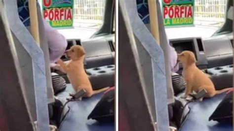 L Autista Dell Autobus Porta Con S Il Suo Cucciolo Per Non Lasciarlo Solo