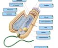 Medical Microbiology Ch 4 Survey Of Prokaryotic Organisms Flashcards