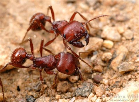 Harvester ant - Alchetron, The Free Social Encyclopedia