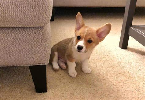 Teacup Corgi Cost: How Much Does a Teacup Corgi Cost? - Pet Spruce