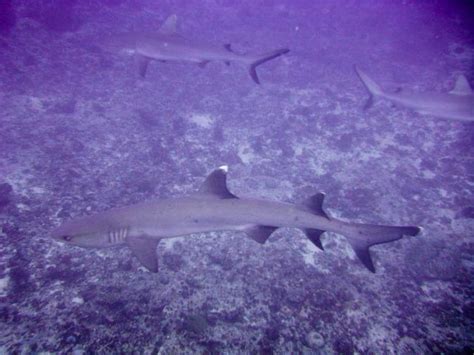 Diving in Kadavu Island