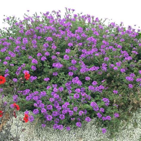 Verbena Canadensis Kathy S Kandy Bustani Plant Farm