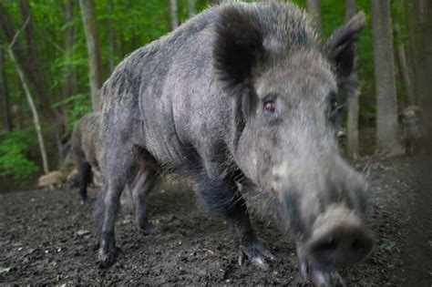 Wildschweine Wie Verhalten Waldpedia De