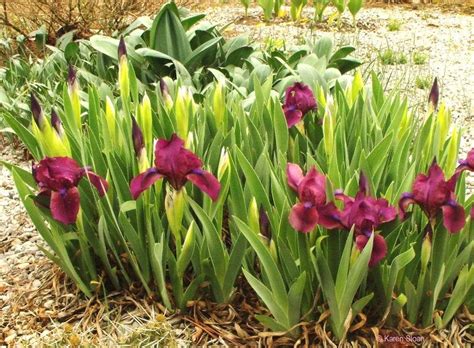 Dwarf Iris 'Cherry Garden' | Dwarf iris, Plants, Garden