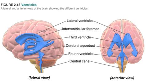 Biopsychology Chapter 2 Functional Anatomy Flashcards Quizlet