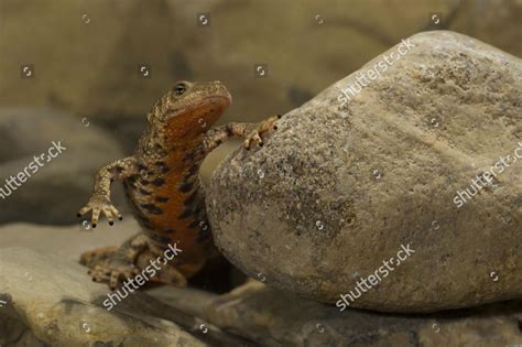 Pyrenean Brook Salamander Calotriton Asper Water Editorial Stock Photo