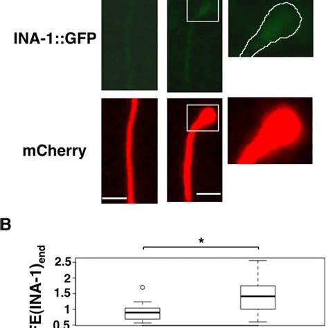 Schematic Model For The Regulation Of Axon Regeneration By Ina Ced