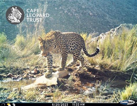 Cederberg Leopard Cams Capture More Unique Sightings