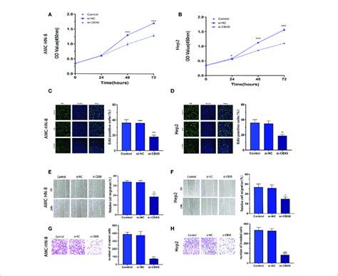 Knockdown Of Cbx8 Inhibited Lscc Cell Proliferation Migration And Download Scientific