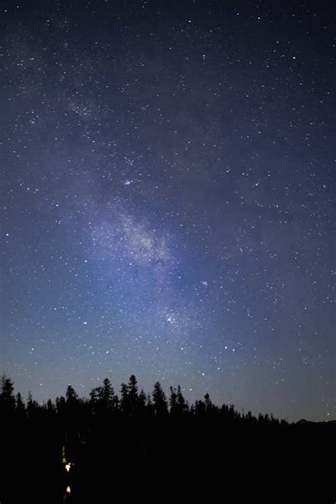 Silhouette Of Trees Under Starry Night Sky · Free Stock Photo