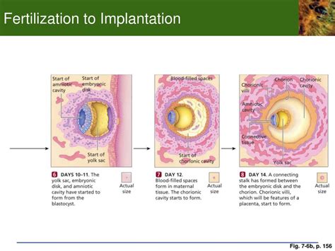 Ppt Chp Development And Sex Determination The Human