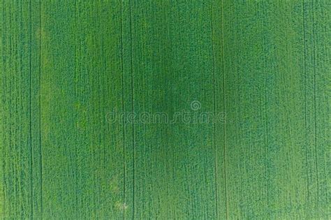 Textura Del Campo De Trigo Fondo Del Trigo Verde Joven En El Campo Foto