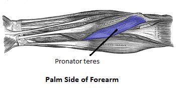 Pronator Teres Muscle Overview Function Study