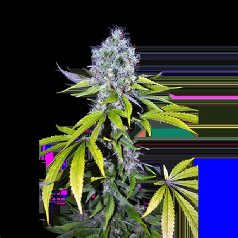 Cbd Yummy Cannabis Seeds Royal King Seeds Feminized Autoflowering