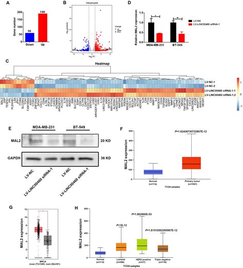 LINC00460 Facilitates Cell Proliferation And Inhibits Ferroptosis In