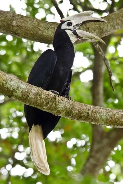 Palawan Hornbill Facts Diet Habitat And Pictures On Animaliabio