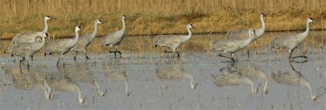 Sandhill Crane | San Diego Bird Spot