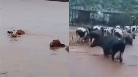 Animais Morrem Afogados Durante Enchente No Rio Grande Do Sul Jornal