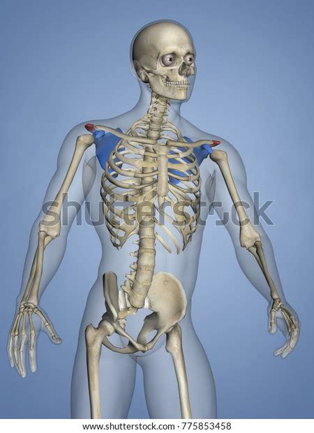 Acromion Scapula Mskelscapulaacromion 7 3d Model Stock Illustration 775853458 Shutterstock