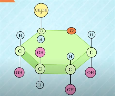 Biological Molecules Flashcards Quizlet