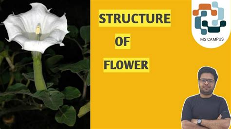 Structure Of Flower Practical Details पुष्प की संरचना Ms Campus