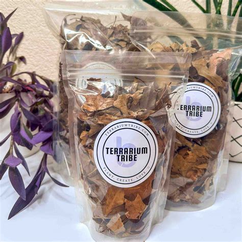 Organic Pin Oak Leaf Litter | Bioactive Terrarium Decor + Food