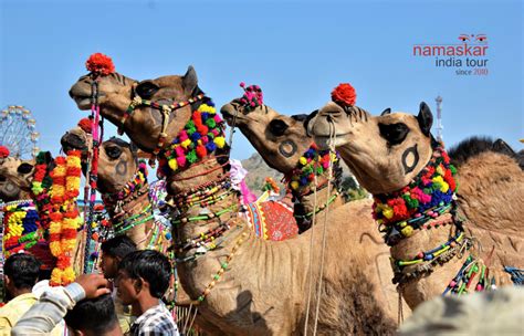 La Foire De Pushkar Foire Au Pushkar Namaskar India Tour