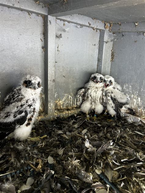 Peregrine Falcons Call International Bridge 'Home Sweet Home'
