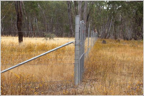 Kangaroo Grazing Impacts | UNEARTH