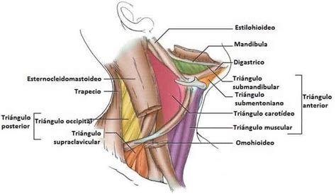 Tri Ngulo Anterior Del Cuello Arteria Car Tida Interna