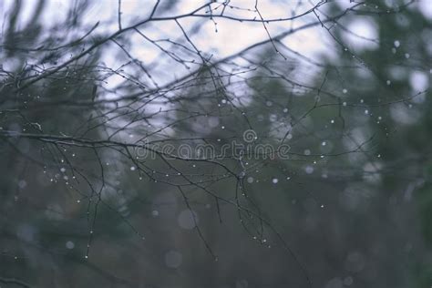 Naked Birch Tree Branches In Autumn Against Dark Background Vi Stock