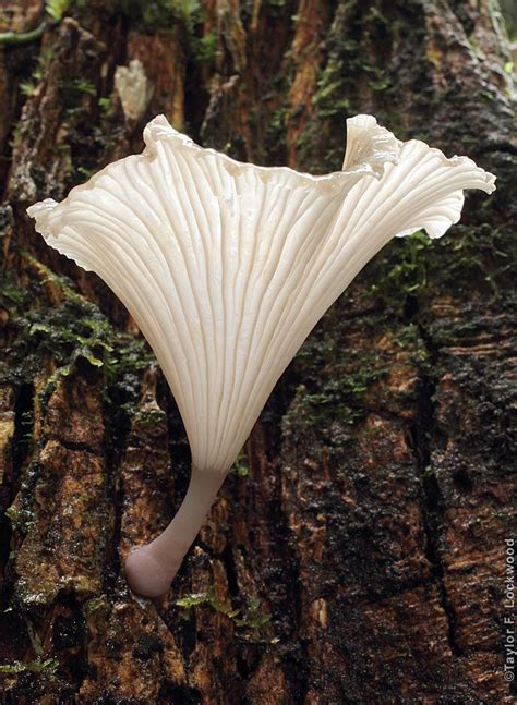 Mirror Mirror On The Wall Mushroom Fungi Plant Fungus Stuffed Mushrooms