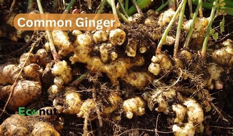 Top 19 Ginger Plant Varieties For Growing in Your Garden