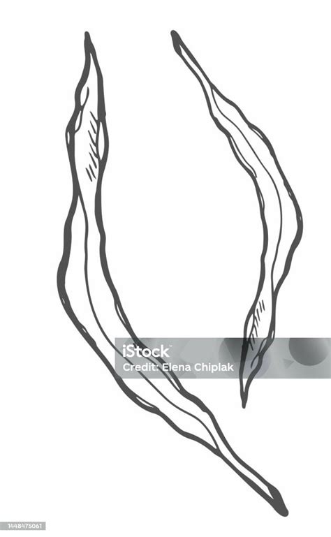 Vector Doodle Leaves Set Simple Tree Leaf Sketch Stock Illustration