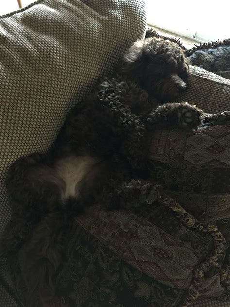 Khloé My Mini Chocolate Cockapoo Taking A Nap She S Two Years Old As Of 3 3 16 She S A