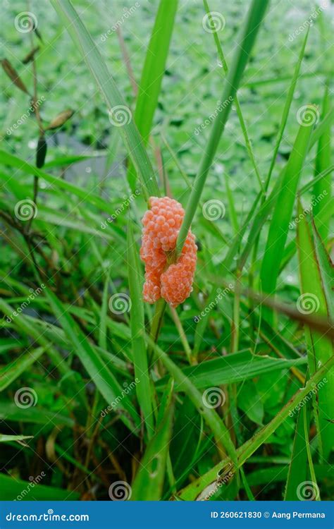 Eggs of Golden Apple Snail Stick on the Grass Stock Photo - Image of golden, apple: 260621830