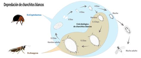 Chanchito blanco de los cítricos BioBee Chile