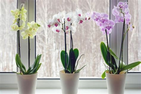 Moth Orchids On Windowsill Home Decoration With Live Potted