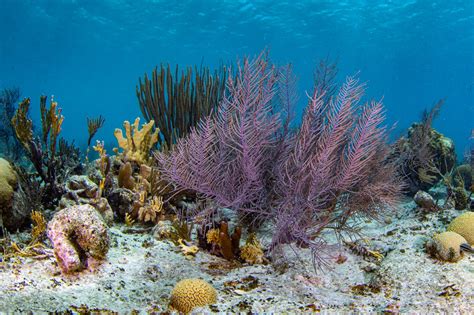 Research History Of Coral Reefs WWF Dutch Caribbean