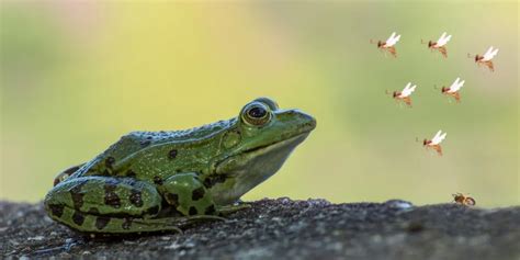 Do Frogs Eat Bees? | Animal Pickings