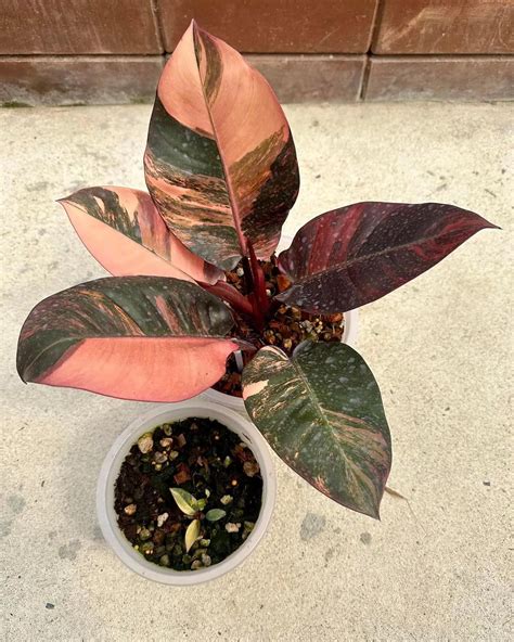 Black Cardinal Philodendron Care Guide With Photos