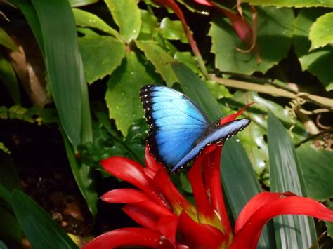 Frederik Meijer Gardens In Michigan Is Offering A Butterfly Live Stream