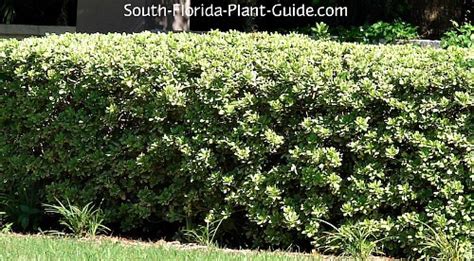 Pittosporum Variegated Hedge