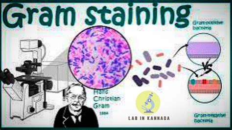 Gram Stain Explained By Lab In Kannada Geamstain Dmlt Microbiology