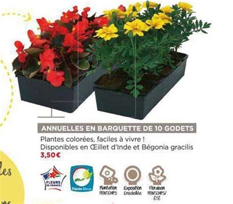 Promo Annuelles En Barquette De 10 Godets chez Bricomarché iCatalogue fr