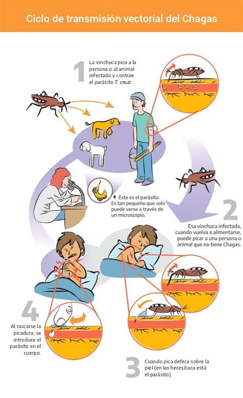 Chagas Y La Vinchuca Argentina Gob Ar