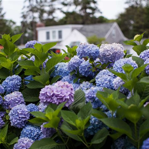 Endless Summer® Hydrangea for Sale - Enjoy Year-Round Blooms with this Stunning Flowering Plant ...