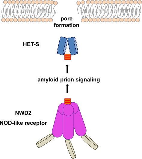 The Fungal Nod Like Receptor Nwd2 Controls Activation Of The Het S